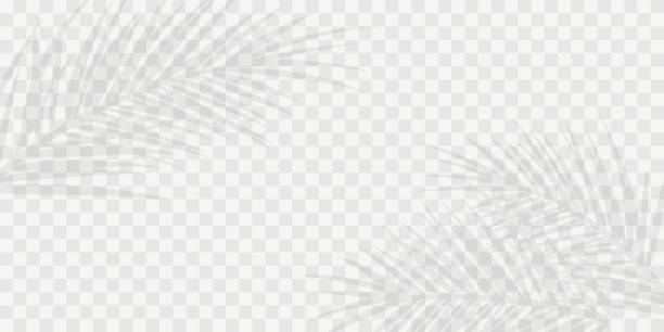 stockillustraties, clipart, cartoons en iconen met shadows of palm leaf - slagschaduw