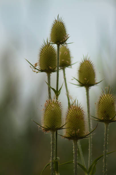Closeup of green cutleaf teasel seeds with blue sky on background and selective focus on foreground