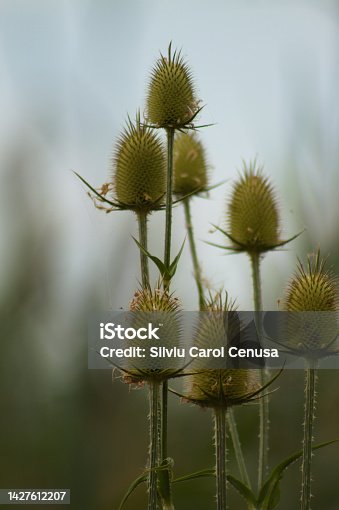 istock Closeup of green cutleaf teasel seeds with blue sky on background and selective focus on foreground 1427612207