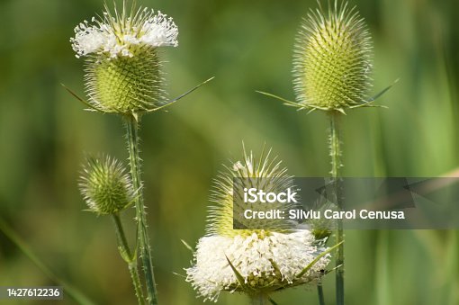 istock Closeup of cutleaf teasel green seeds with green blurred plants on background 1427612236
