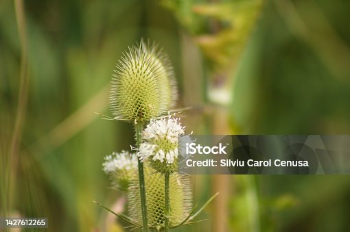 istock Closeup of green cutleaf teasel seeds with green blurred background 1427612265