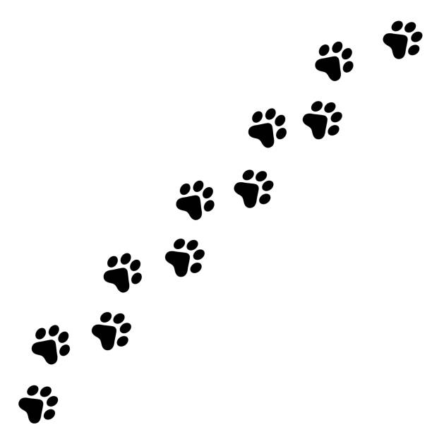 Paw prints path flat style vector illustration Paw prints path vector editable flat style image. Pet and love for animals related concept illustration blurred motion people walking stock illustrations