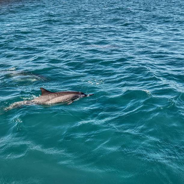 spinner dolphin - kauai tropical climate green travel destinations imagens e fotografias de stock