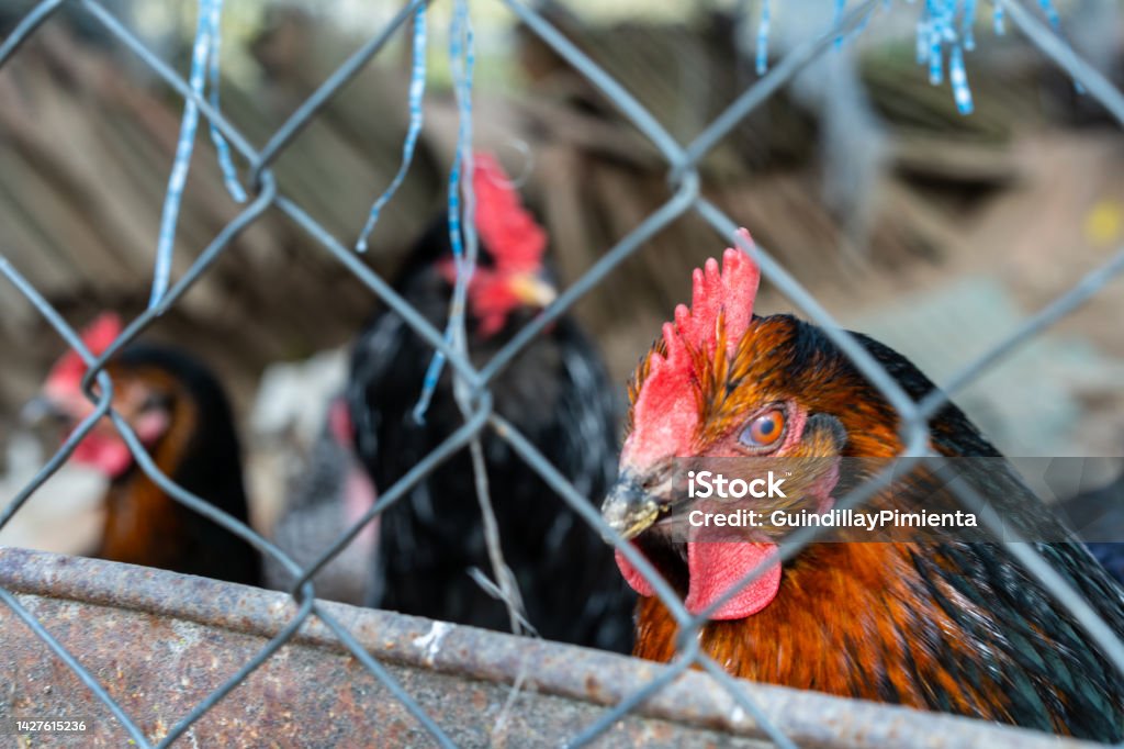 Closeup of hens behind a fence in a farmyard. Rural life concept Agricultural Occupation Stock Photo