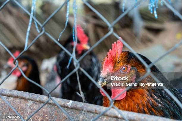 Closeup Of Hens Behind A Fence In A Farmyard Rural Life Concept Stock Photo - Download Image Now