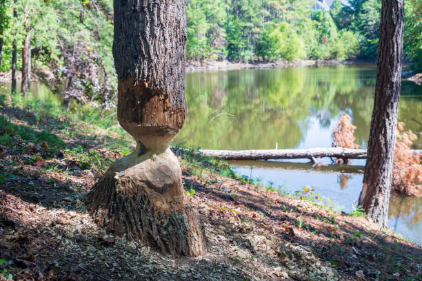 Work in progress of a beaver cutting down a tree by the lake.
