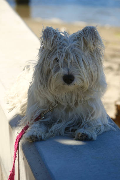 Messy Hair Dog Stock Photos, Pictures & Royalty-Free Images - iStock Messy Hair Dog Stock Photos, Pictures & Royalty-Free Images - iStock