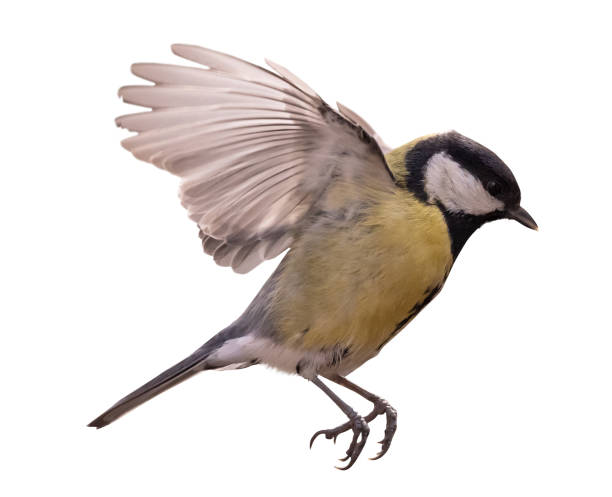 istock isolated small yellow bird in fast flight 1427617901