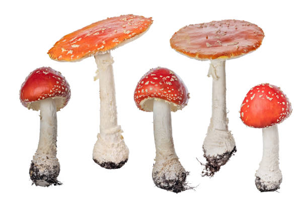 istock five highly poisonous red fly agaric mushrooms on white 1427618549