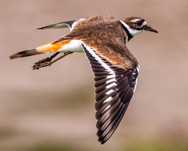istock Killdeer looking for food at Huntley Meadows Park 1427618560