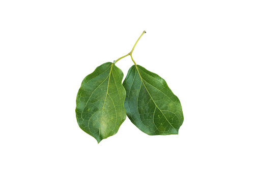 Two isolated tropical leaves