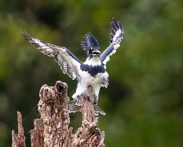 istock Kingfisher on a branch and in flight 1427618828