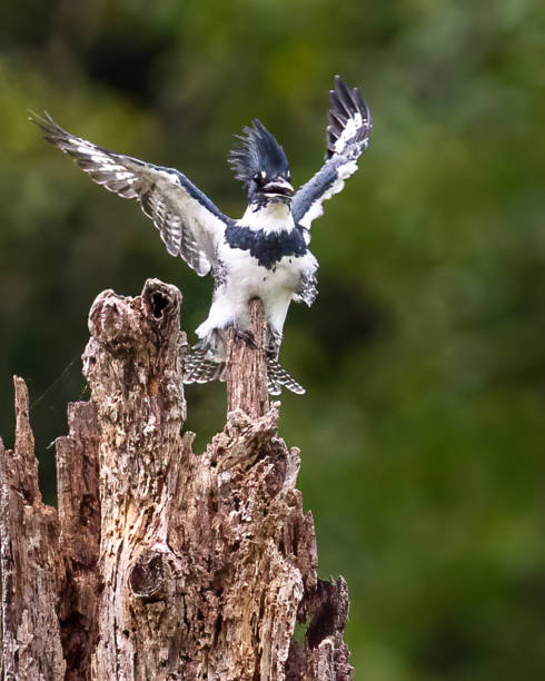 istock Kingfisher on a branch and in flight 1427618838
