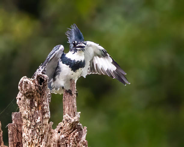istock Kingfisher on a branch and in flight 1427618847