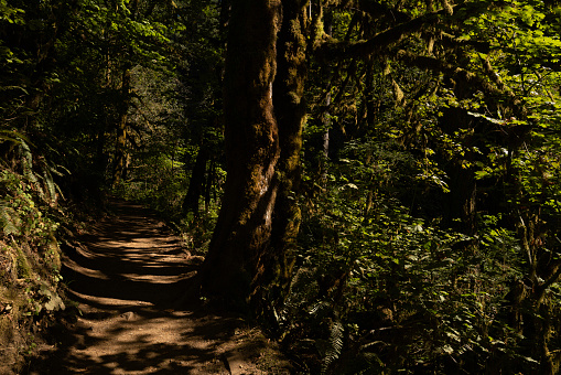 Footpath at dusk under rainforest trees in Silver Falls State Park, Oregon