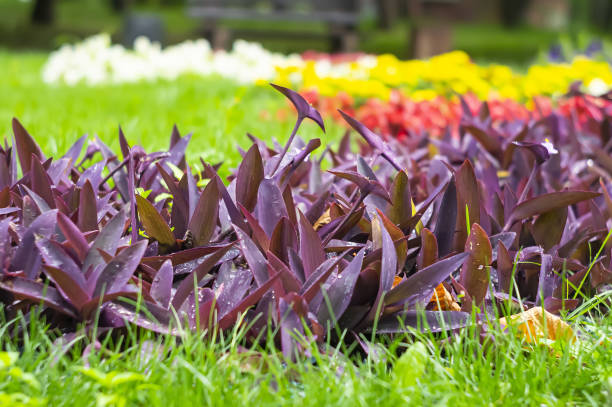 大きな茂みtradescantia pallidaは、フェンスの近くの屋外の花壇に生えています。レンガの壁の背景に紫色の葉と茎を持つ装飾的な登山植物 - tradescantia epidermis ストックフォトと画像