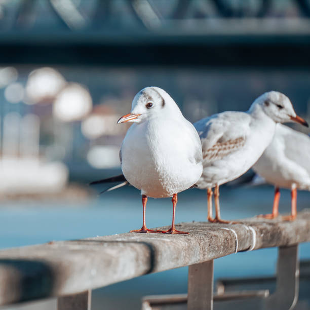 istock seagulls in the seaport 1427625806