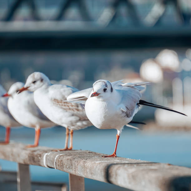 istock seagulls in the seaport 1427625808