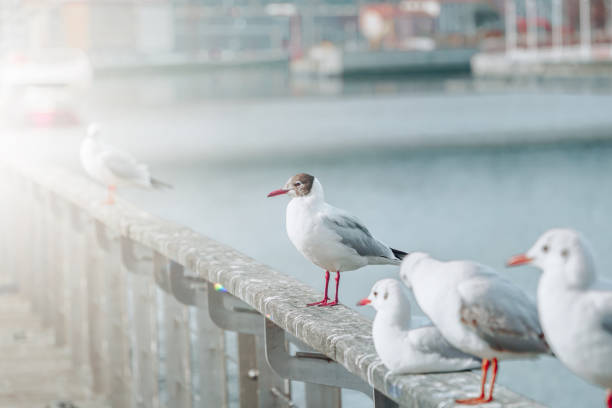 istock seagulls in the seaport 1427625809