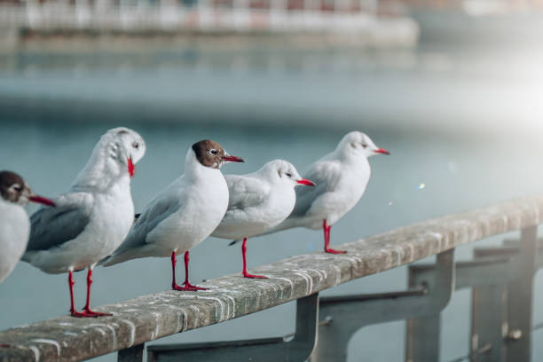 istock seagulls in the seaport 1427625814
