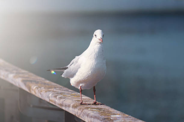 istock seagulls in the seaport 1427625820