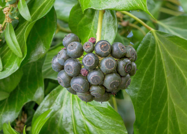 istock Fruits of Ivy (Hedera helix) 1427631857