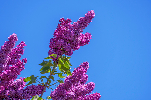 Blooming lilac bush in the spring, Bavaria, Germany, Europe