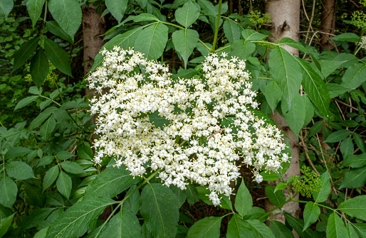 White elderflower (Sambucus nigra). After processing, elder flower is used in traditional herbal medicine for colds, flu, allergies and catarrh, and arthritis. It is a good source of vitamin C. As such, it is a well-known plant in the field of traditional medicines. These medicinal properties may be one reason why it is also used to make a light white wine.