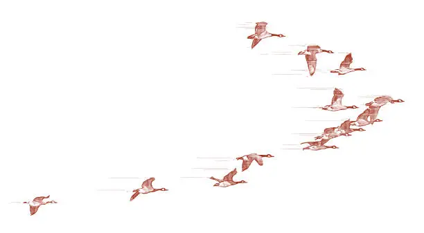 Vector illustration of Flock of Canada Geese flying in V-Formation