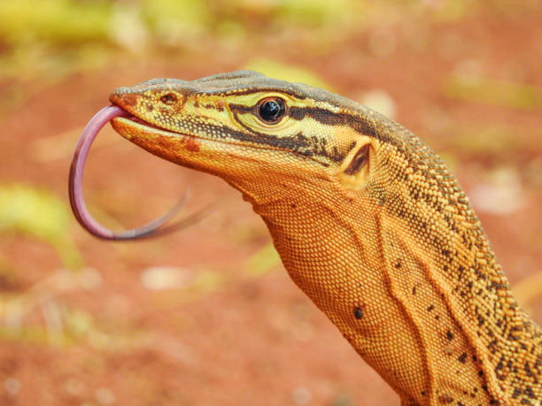 istock Sand Goanna Flicking Tongue 1427636673