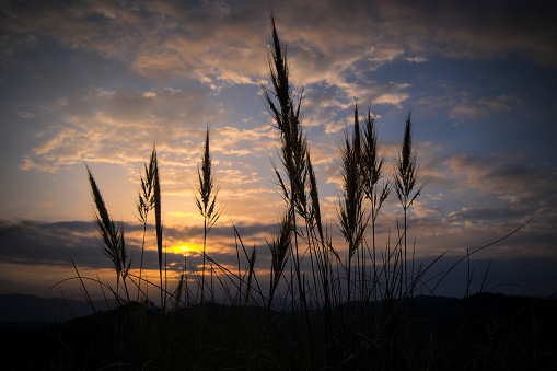 Beautiful sunset. Nature background. Silhouettes of Pampas Grass.