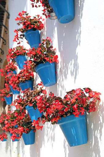 Begonias in beautiful blue pots adorn the wall on the streets in the town of Marbella, Spain.