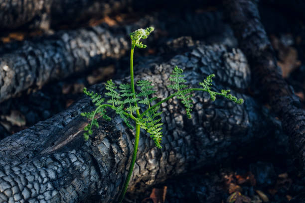 istock Ferns grow after woodland fire 1427638951