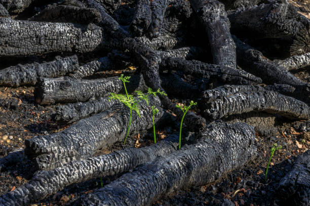 Fern grows after woodland fire