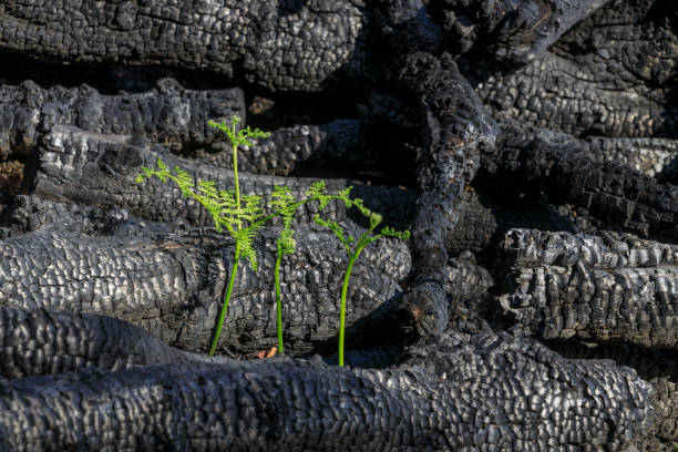 istock Ferns grow after woodland fire 1427639207