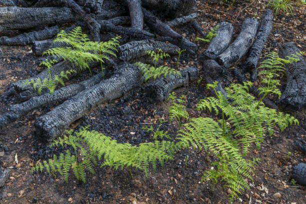 istock Ferns grow after woodland fire 1427639515
