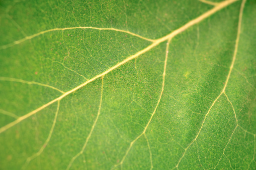 Macro green leaf texture with beautiful relief facture of plant, close up macro photo. Greenish relief texture of leaf, detailed nature background, fresh pure nature concept