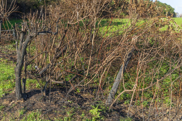 istock Fence in filed after woodland fire 1427639812