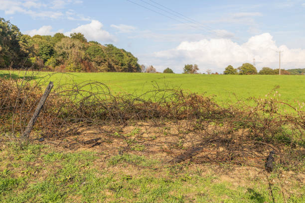 istock Ferns grow after woodland fire 1427639968