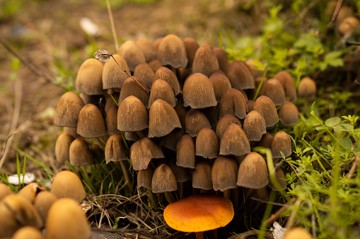 Close up group of inedible mushrooms growing on the ground in the autumn forest