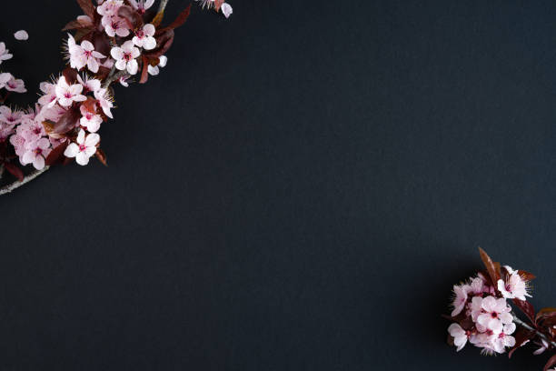istock Plum blossoms on black background with copy space. 1427642301