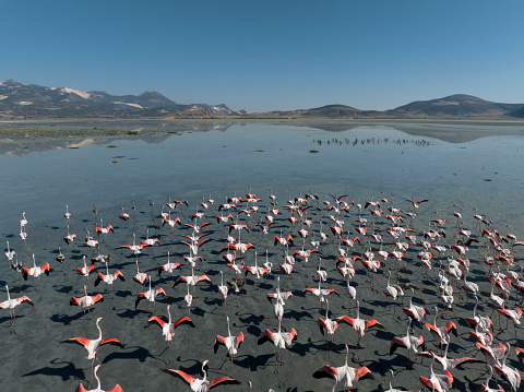 Aerial view of flamingos on lake. Taken via drone. Yarisli Lake in Burdur, Turkey.