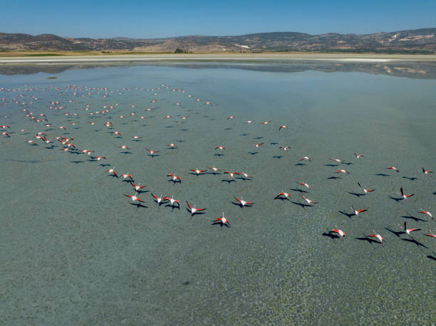 istock Flamingos flying on lake 1427644022
