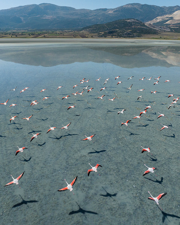 Aerial view of flamingos flying on lake. Taken via drone. Yarisli Lake in Burdur, Turkey.