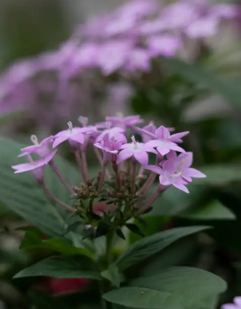 Photo of Pentas lanceolata