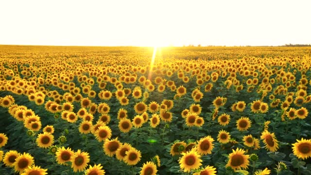 Flying Over Blooming Sunflower Rural Field On Background Of Sunlight Sunset
