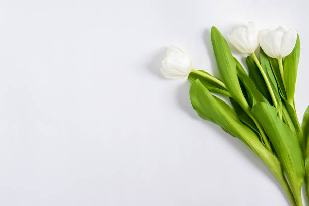 istock White tulips isolated on the white background 1427645349