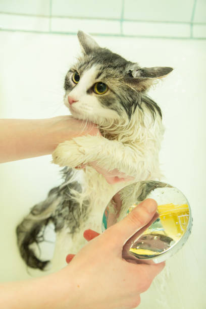 istock woman washing cat 1427645813
