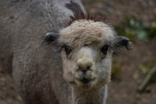 funny beige alpaca looking very close at camera.