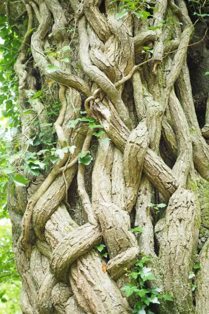 Thick vines growing and twisting around old tree trunk